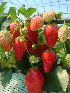 c0135480_1685778.jpg