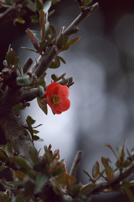 木瓜の花～常陸太田_e0143883_2113355.jpg