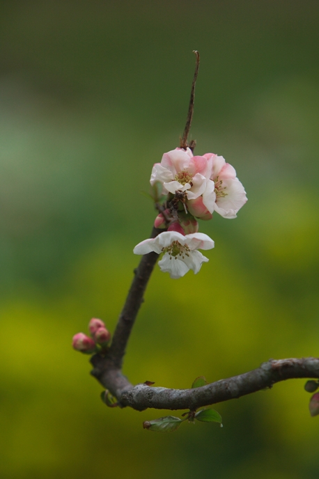 木瓜の花～常陸太田_e0143883_21374972.jpg