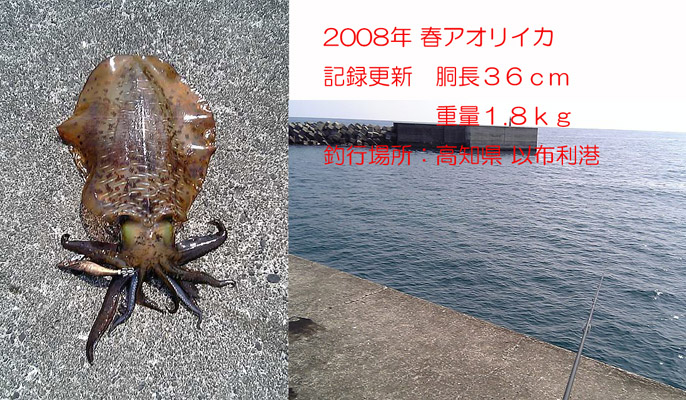 高知県　｢以布利港｣でのアオリイカ釣り2008.3_c0083985_2340148.jpg