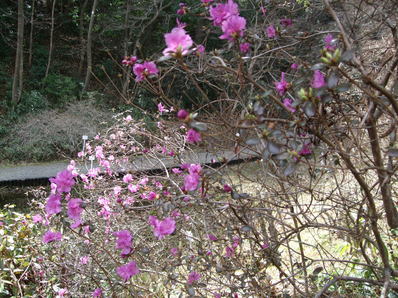 東北大学植物園のエゾムラサキツツジ・ショウジョウバカマ・土筆_f0100593_150361.jpg