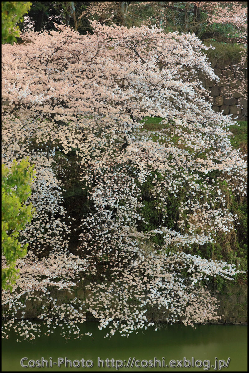 千鳥が淵で夜桜_a0110096_2113019.jpg