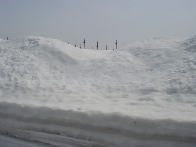 山ぶどうは雪の中です_f0120697_1175120.jpg