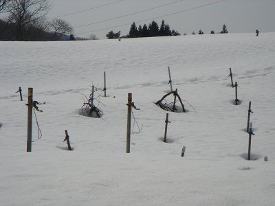 山ぶどうは雪の中です_f0120697_1191198.jpg