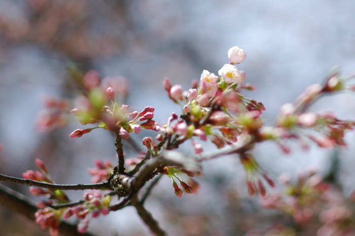 打吹公園の桜状況_f0138600_2341328.jpg