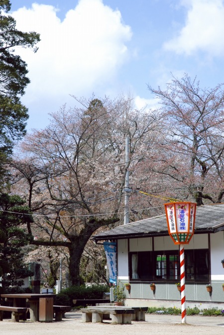 打吹公園の桜状況_f0138600_2342640.jpg