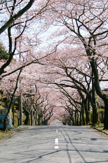 桜満開の伊豆旅行。_d0112003_1264399.jpg