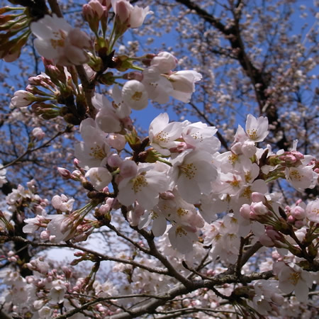 京都府立植物園の桜だより_c0141005_2313110.jpg