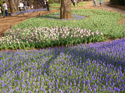 ★昭和記念公園の花たち★_e0016412_23522718.jpg