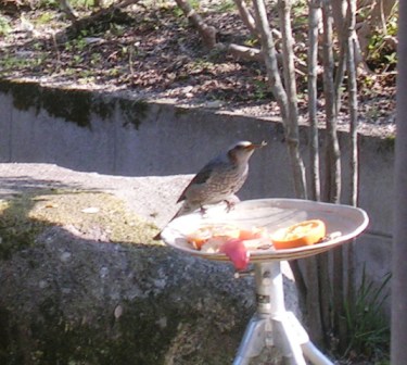 鳥の餌場　続報_e0115712_2191353.jpg