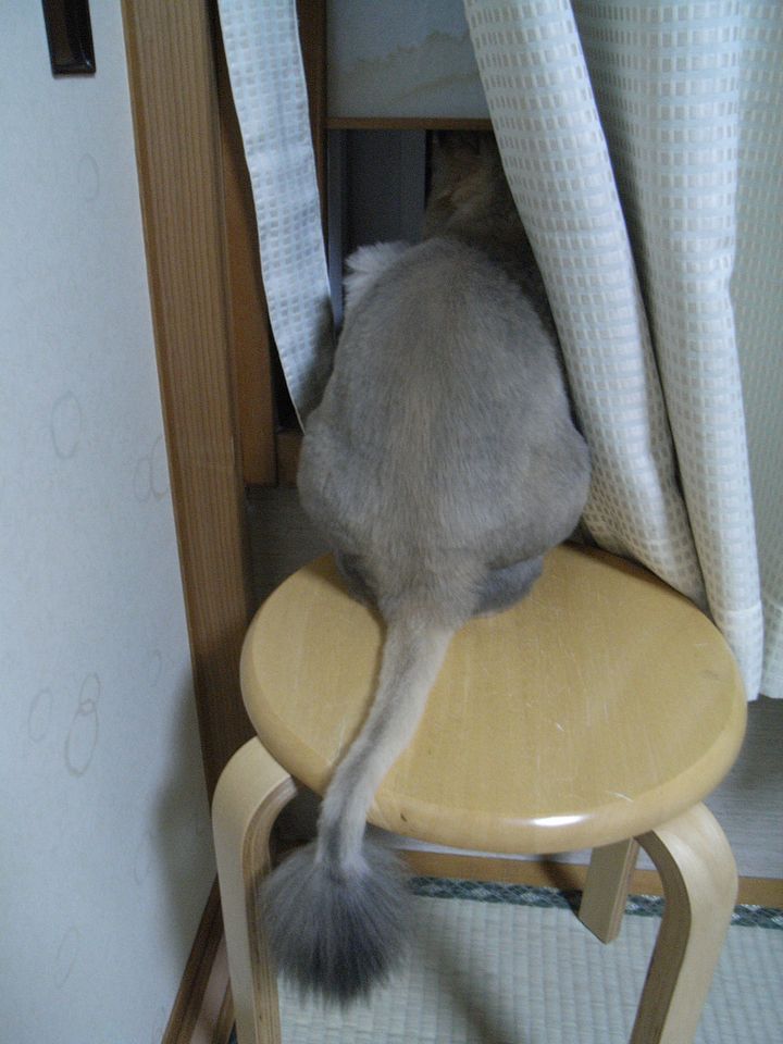 夜の見張り(お尻で失礼)_c0025115_045329.jpg