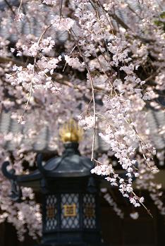 本覚寺の満開の枝垂れ桜 ～_e0021121_225108.jpg