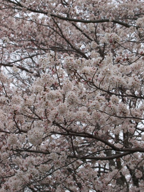 桜がいっきに開花して_c0006928_1161266.jpg