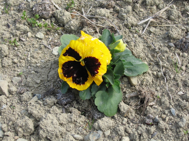 c0117028_2316254.jpg
