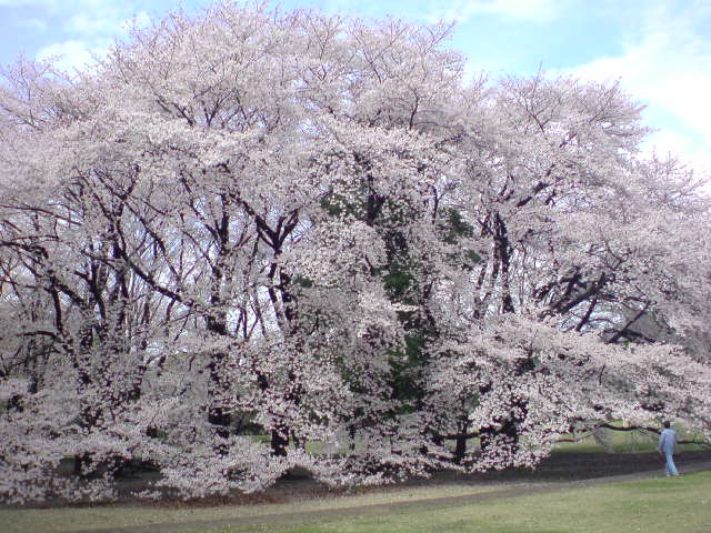 雨が止んだらお花見なの 世田谷 きぬた公園 梟通信 ホンの戯言