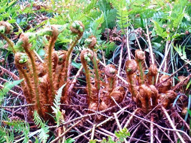 山野草など・・・神代植物公園・春の花2_d0086329_2281888.jpg