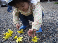 パパ　お花屋さんね♪_f0092530_1522285.jpg