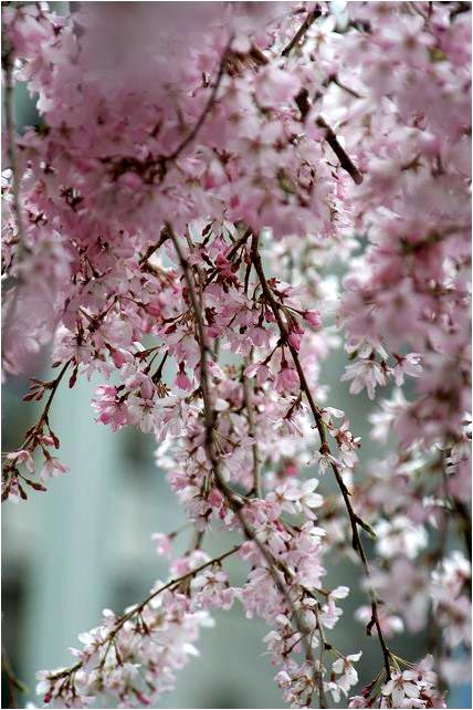 市役所前の枝垂桜が満開_e0052135_18444712.jpg