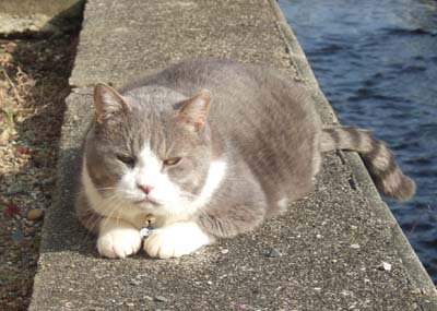 でぶ猫ぴや君とペロさんとおとっつぁん お竹さんは心配症