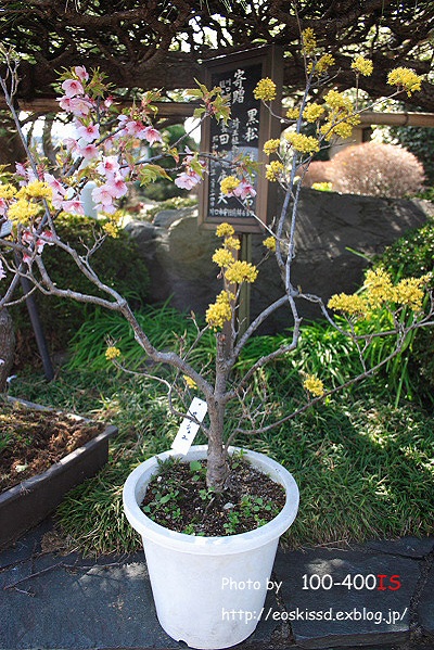 《花》　サンシュユ　50mm+EF12他（植物振興センター）_c0080036_23441492.jpg