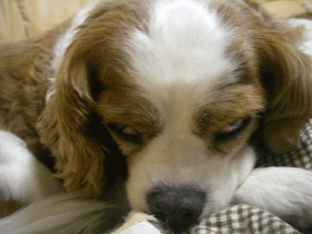 c0136838_2244060.gif