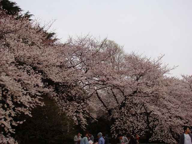 桜2008③_a0046339_22554613.jpg