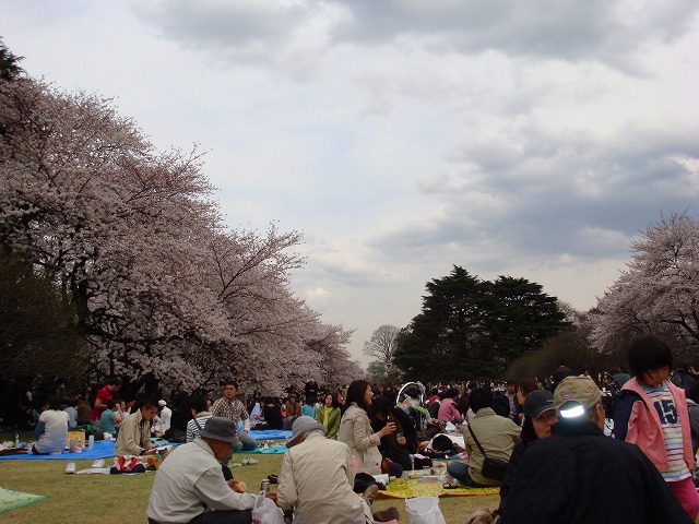 桜2008③_a0046339_2255840.jpg