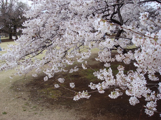 桜2008③_a0046339_22573368.jpg