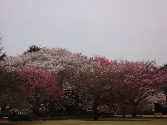 桜2008③_a0046339_22591631.jpg