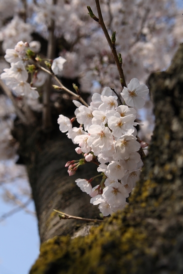 藤ヶ丘の桜。_d0113039_1101190.jpg