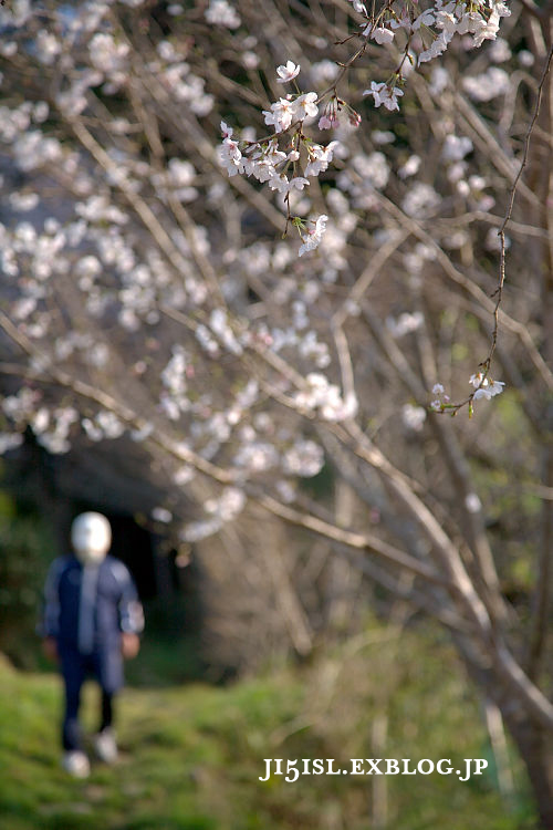 才谷山の「龍馬桜」  高知市神田字水谷山(高神)_a0078341_23585739.jpg