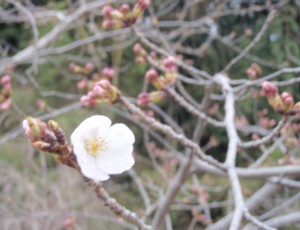 c0119142_6543451.jpg