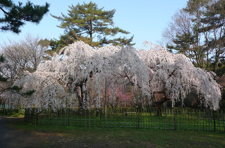 京都御苑の糸桜_c0057946_1911488.jpg