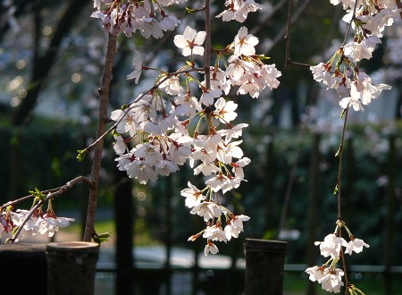 京都御苑の糸桜_c0057946_19123417.jpg