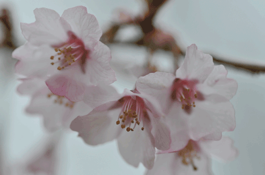 c0093046_6201516.gif