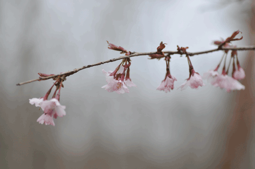 c0093046_6203568.gif