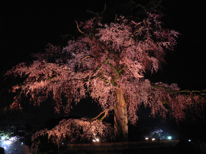 夜桜＠円山公園_d0133047_16503674.jpg