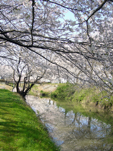 二日酔いの後の花見。_b0042248_21244071.jpg