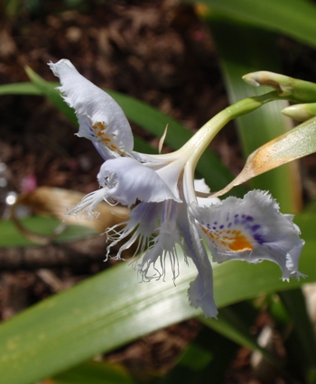 連日の花探し・・・殿ヶ谷戸公園_d0075453_14195771.jpg