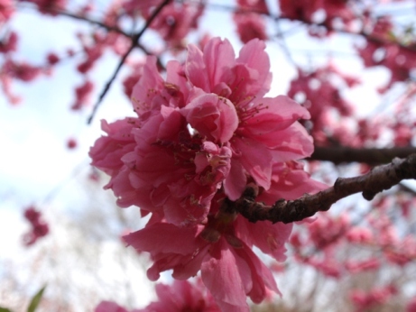 連日の花探し・・・殿ヶ谷戸公園_d0075453_14314643.jpg