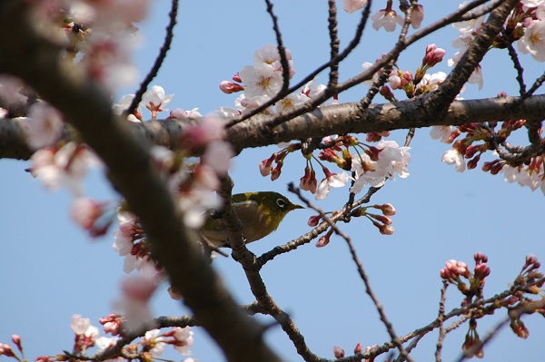 今年も来ました、桜の季節・・・_b0017559_10564513.jpg