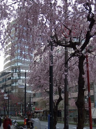 桜めぐり***_b0059860_1484110.jpg