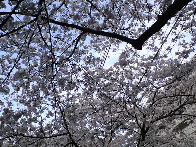 桜大好き！_c0151965_204767.jpg