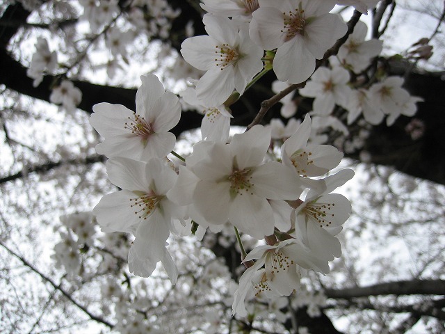 2008/03/31(月）　小瀬スポーツ公園　お花見♪②_a0104569_20333412.jpg