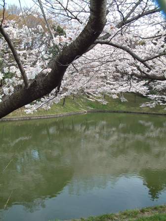 桜が満開です！_f0029571_9103836.jpg