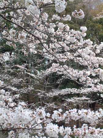 桜が満開です！_f0029571_9174111.jpg