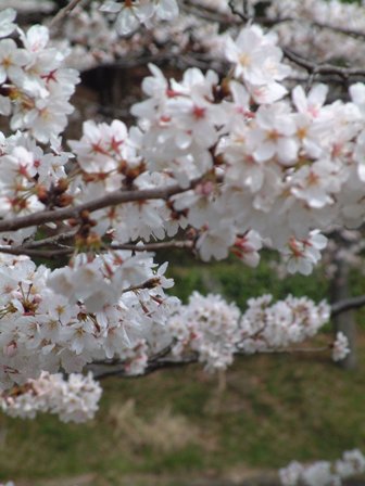 桜が満開です！_f0029571_919398.jpg