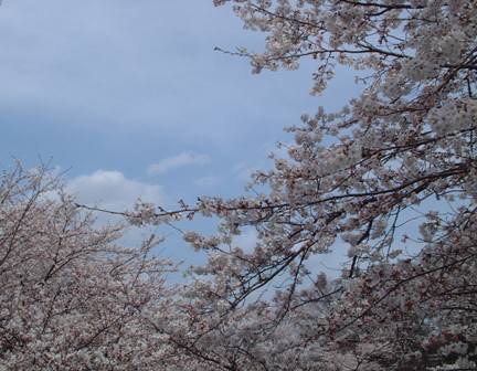 桜が満開です！_f0029571_94699.jpg