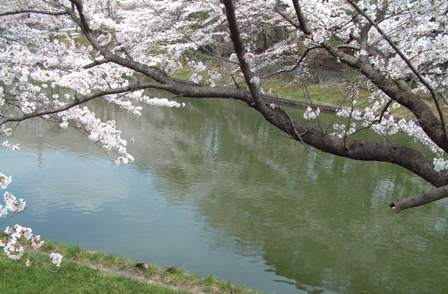 桜が満開です！_f0029571_97624.jpg