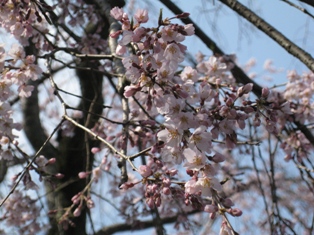 桜です＊*_e0078472_13144457.jpg